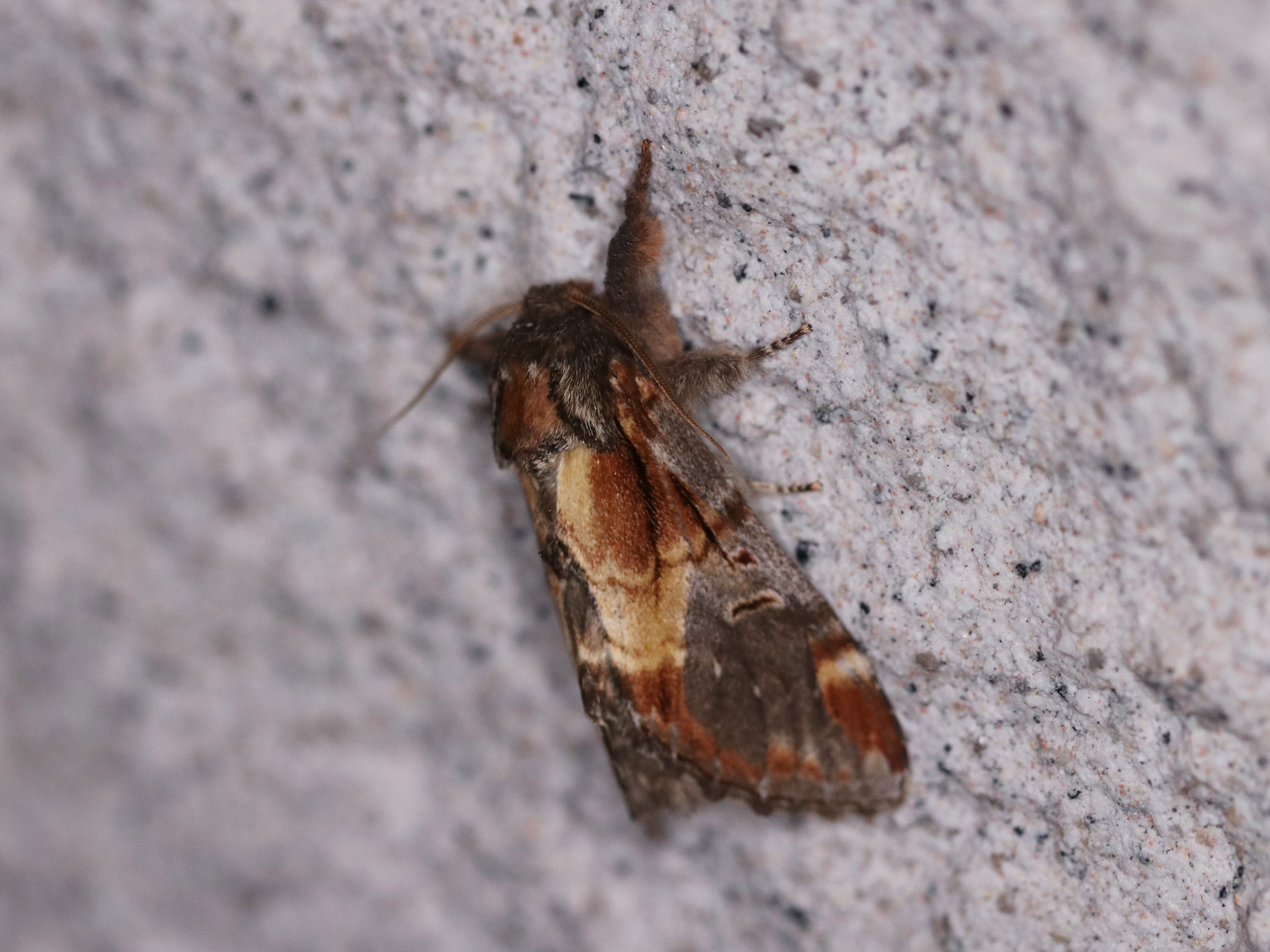 ウチキシャチホコ３